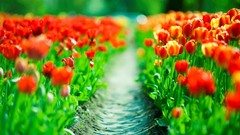 Flowers nature tulips bokeh red flowers