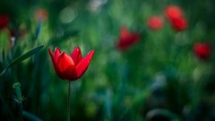Flowers nature tulips bokeh red flowers depth of field