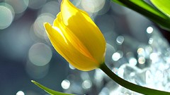 Flowers nature tulips bokeh yellow flowers