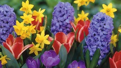 Flowers nature tulips crocus Narcissus daffodils hyacinths