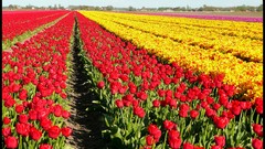 Flowers nature tulips fields