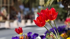 Flowers nature tulips multicolor blurred background red flowers 