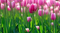 Flowers nature tulips pink flowers