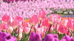 Flowers nature tulips pink flowers depth of field