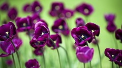 Flowers nature tulips purple flowers