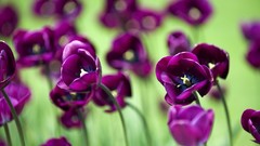 Flowers nature tulips purple flowers