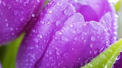 Flowers nature tulips purple flowers