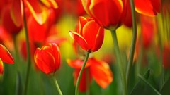 Flowers nature tulips red flowers