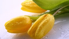 Flowers nature tulips water drops yellow flowers