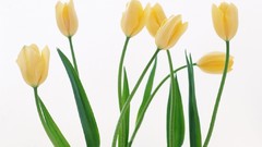 Flowers nature tulips white background