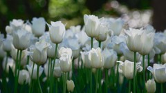 Flowers nature tulips white flowers
