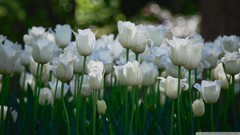 Flowers nature tulips white flowers