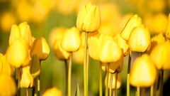 Flowers nature tulips yellow flowers