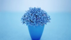 Flowers nature vase blue flowers