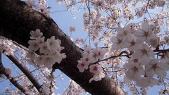 Flowers nature Ville