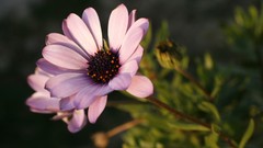 Flowers nature Violet