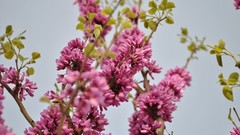 Flowers nature Violet