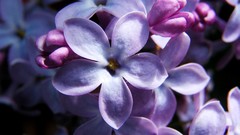 Flowers nature Violet