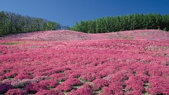 Flowers nature Violet fields skyscapes