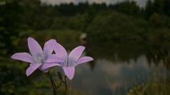Flowers nature violets