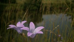 Flowers nature violets