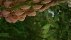 Flowers nature violets