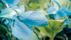 Flowers nature violette