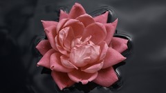 Flowers nature water