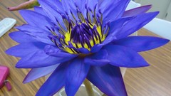 Flowers nature water