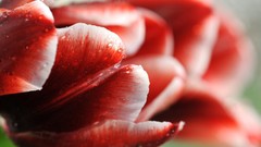 Flowers nature water drops