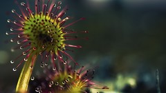 Flowers nature water drops carnivorous plant