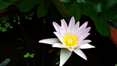 Flowers nature water fish Water Lilies lily pads