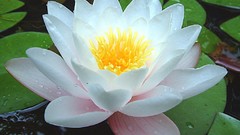 Flowers nature Water Lilies flower petals lily pads