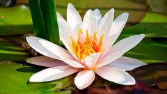 Flowers nature Water Lilies lily pads