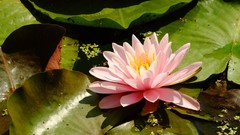 Flowers nature Water Lilies lily pads