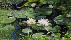 Flowers nature Water Lilies lily pads