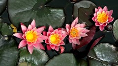 Flowers nature Water Lilies lily pads