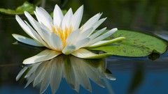 Flowers nature Water Lilies white flowers lily pads