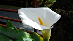 Flowers nature water Lilies white flowers sunlight