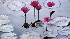 Flowers nature water lotus flower