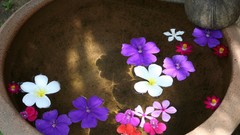 Flowers nature water multicolor floating