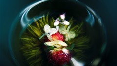 Flowers nature water Plants spheres