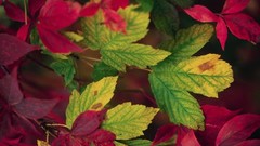 Flowers nature water spring