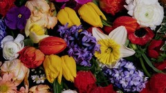 Flowers nature water spring