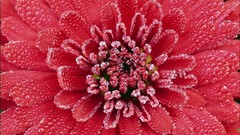 Flowers nature water spring