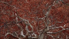 Flowers nature water spring