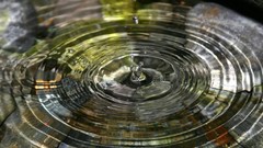 Flowers nature water spring