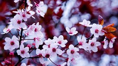 Flowers nature water spring