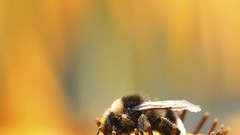 Flowers nature water spring bees