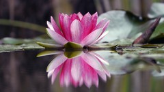 Flowers nature water Water Lilies